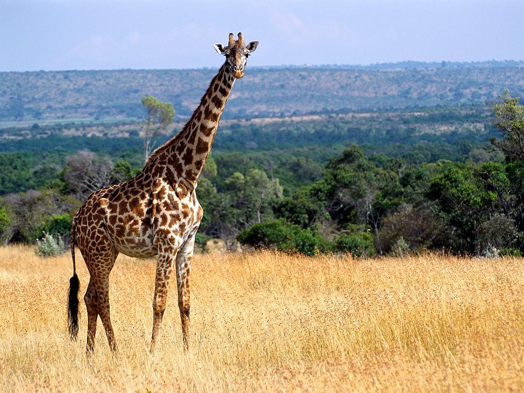 Giraffe, Masai Mara Game Reserve, Kenya